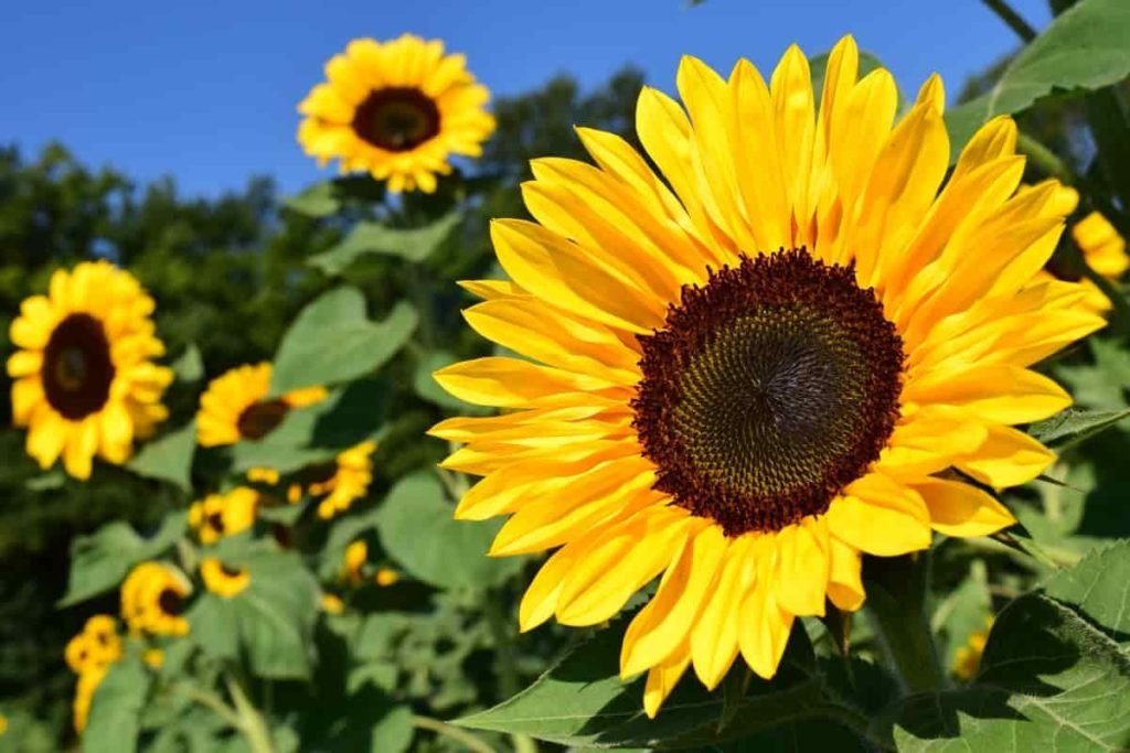 Sunflower Crop