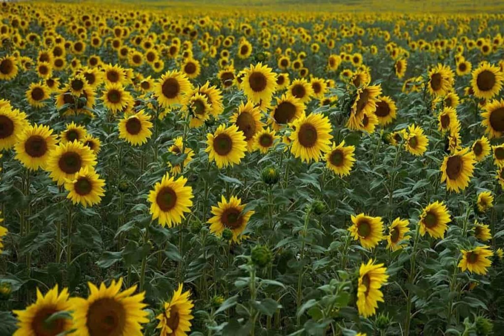 Sunflower Farming