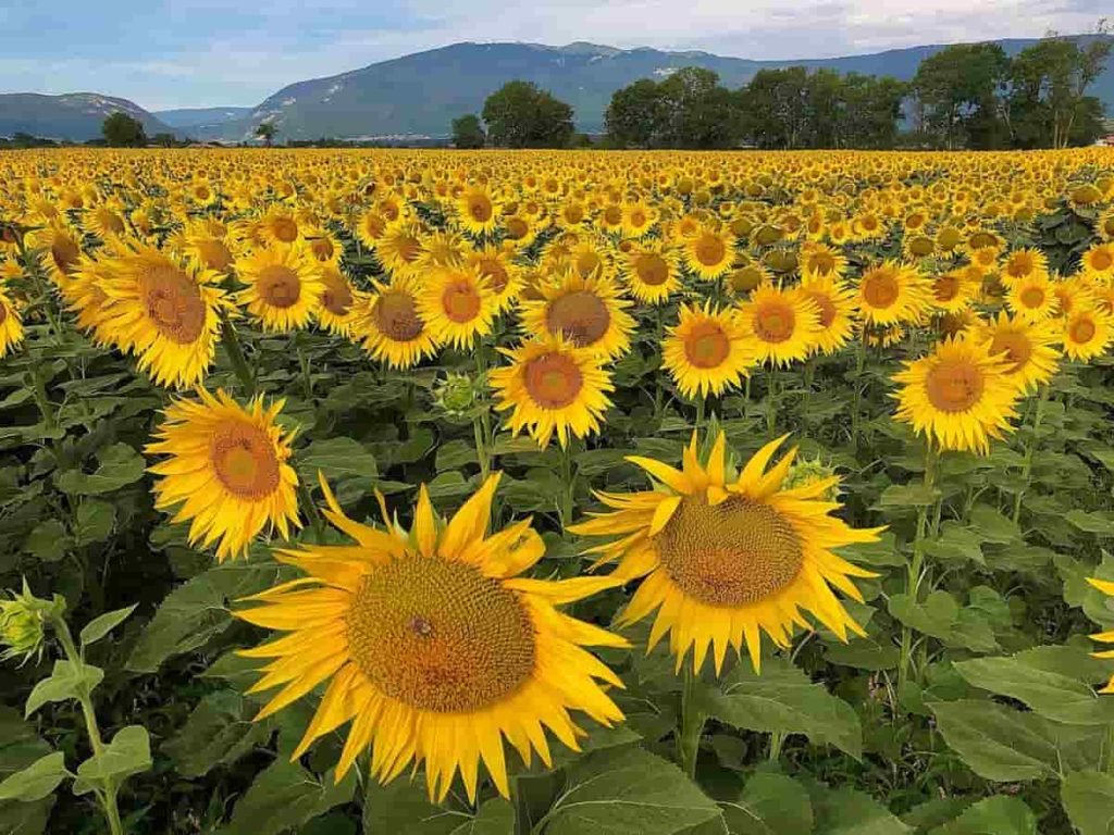 Sunflower Farm