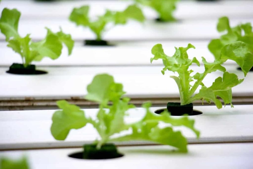 Hydroponic Farm
