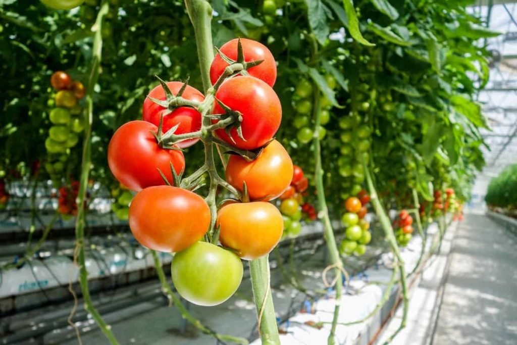 Hydroponic Tomato Farming