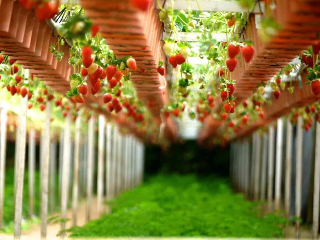 Vertical Farming