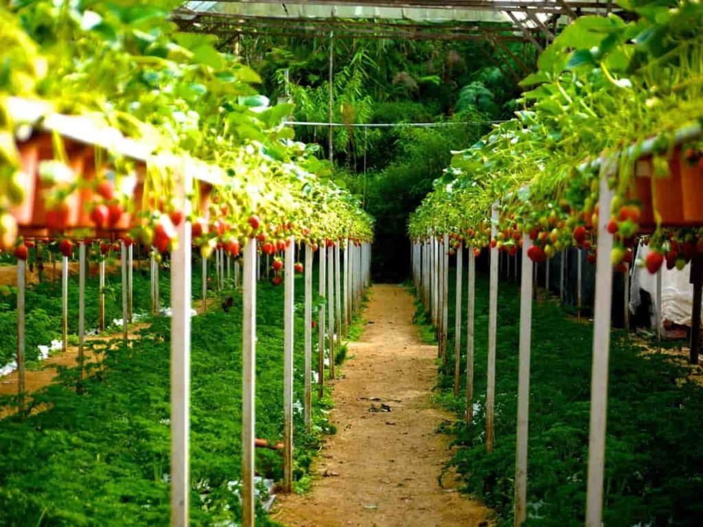 Vertical Farming