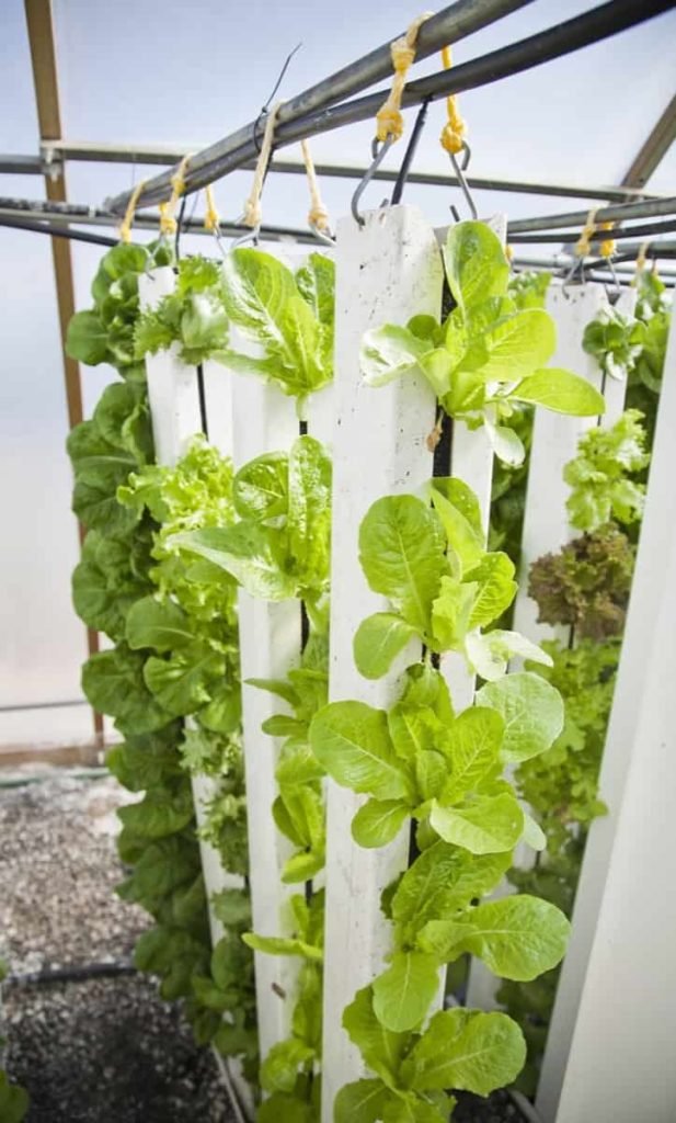 Vertical Farm