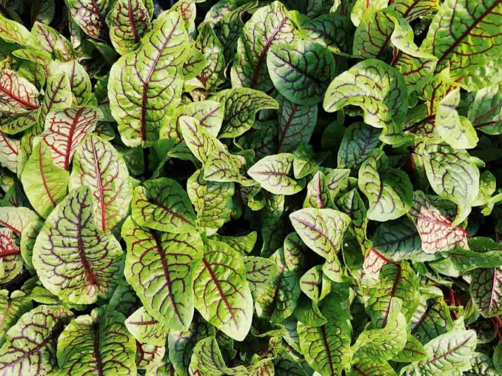 Leafy Vegetables