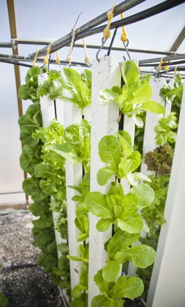 Vertical Farm