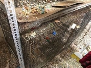 kessler-home-activist-birds