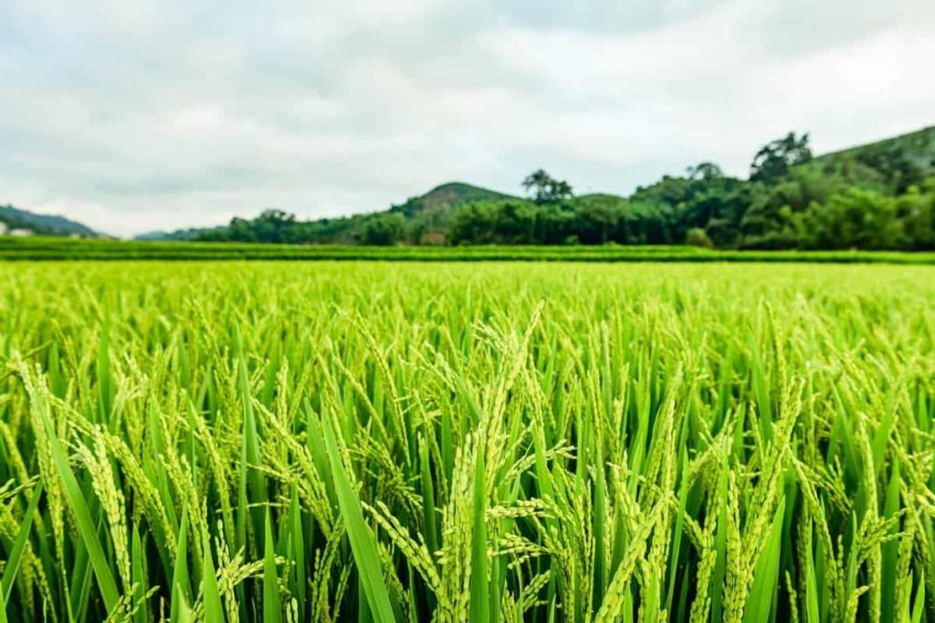 Rice Farming