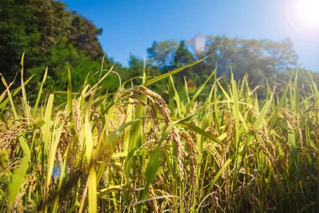 Rice Field