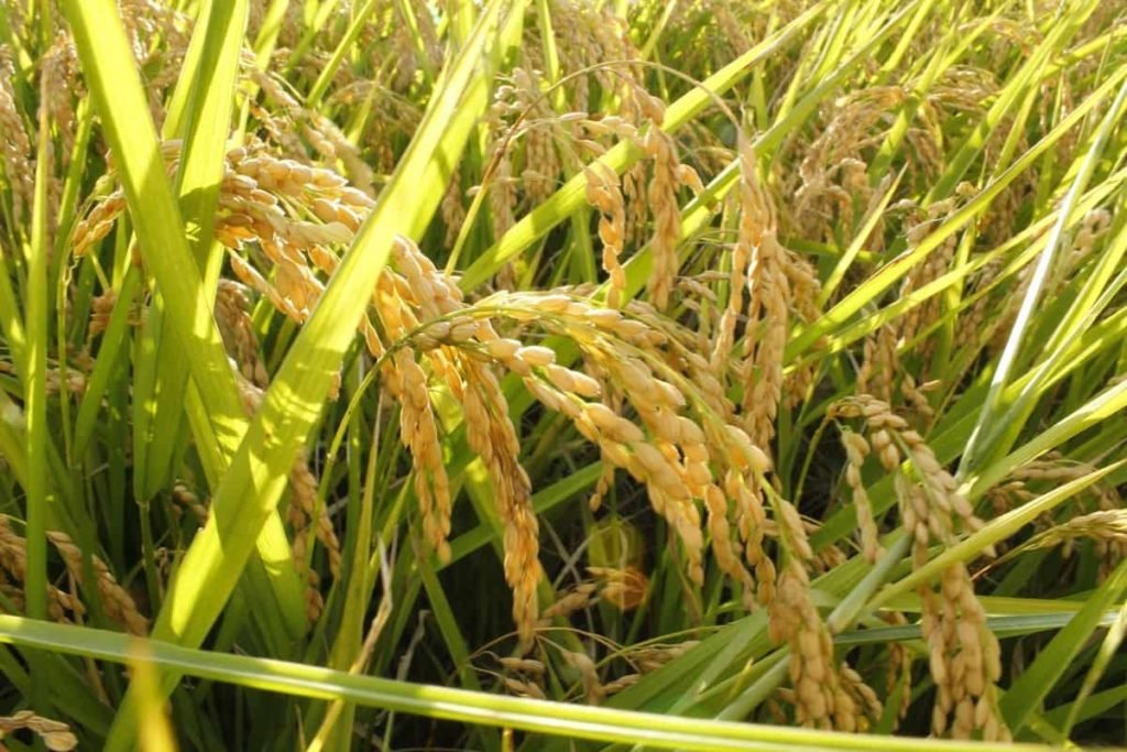 Rice Farming