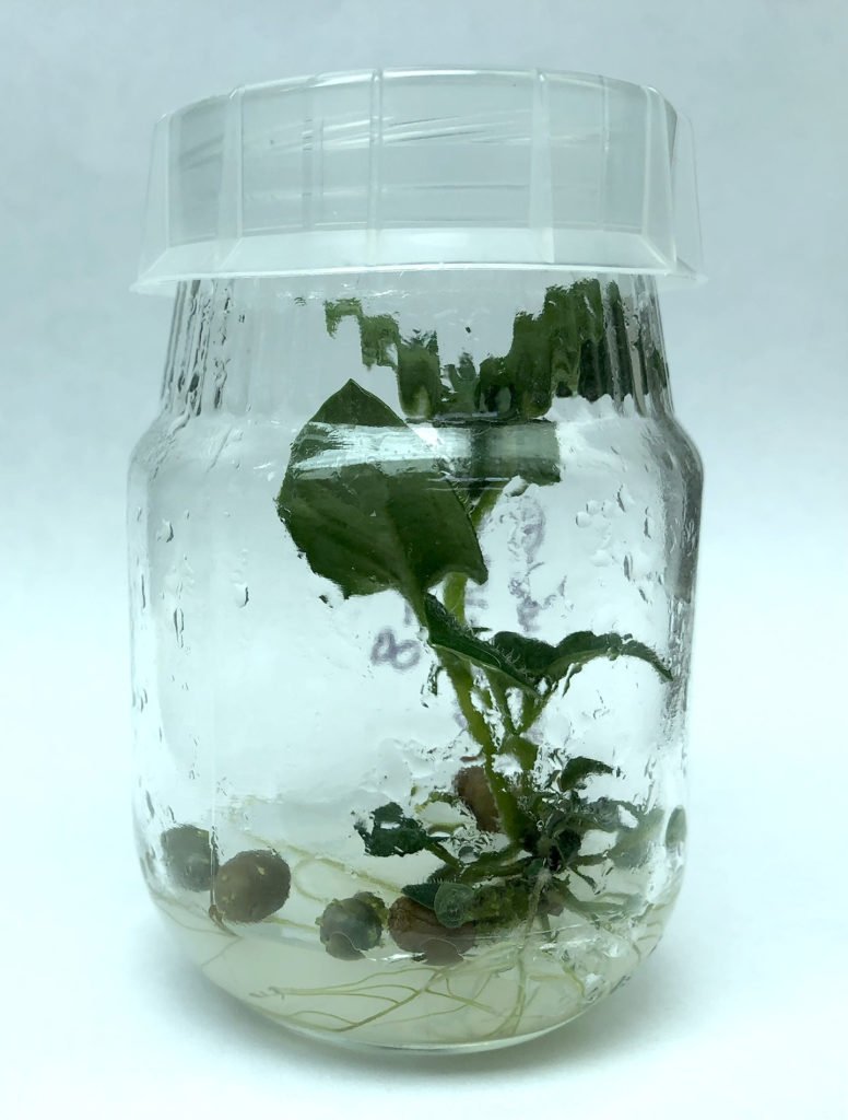A jar with a potato plant inside and tiny microtubers in the bottom.