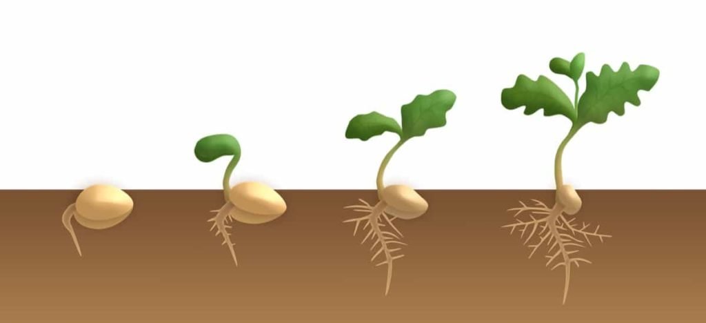 Seed Germination Process