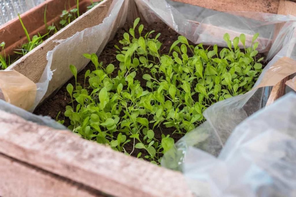 Paper Towel Seed Germination