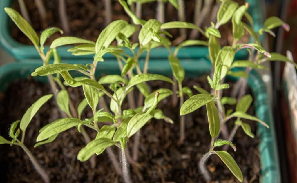 Seed Germination