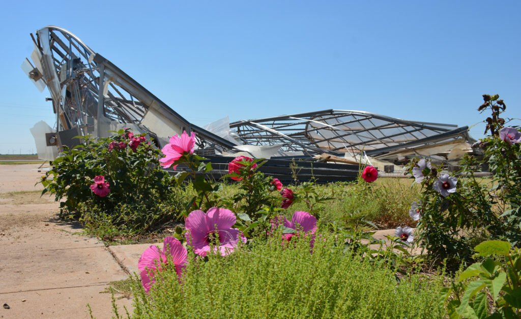 Pretty pink, red and blue hibiscus flowers can be seen in front with the skeletal remains of a greenhouse that was flattened by a tornado in the background.