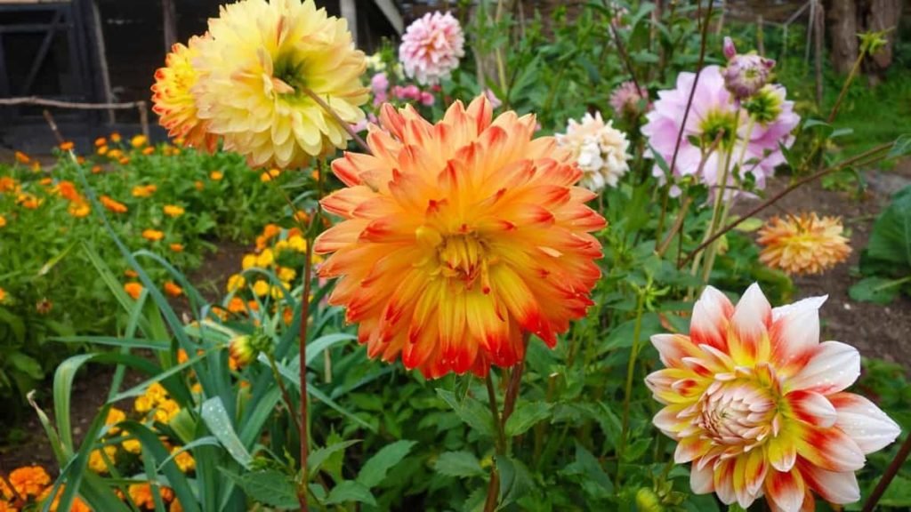 Indian Gardening USA2