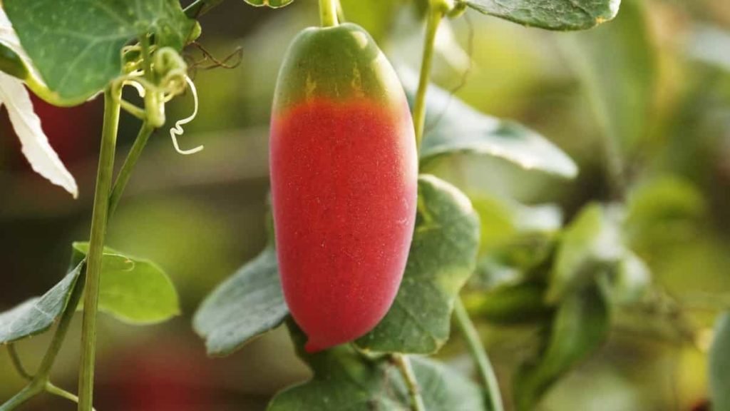 Indian Gardening USA3