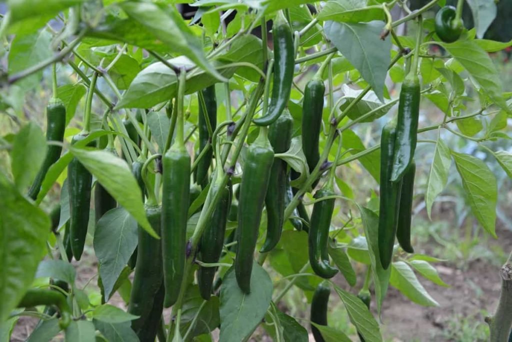 Indian Gardening USA4