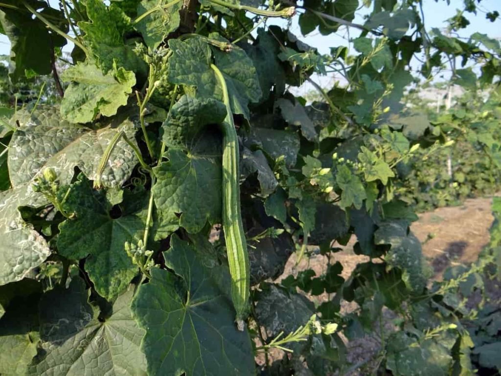 Indian Gardening USA6