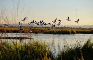 wetland fucks