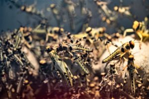 Many locusts, or grasshoppers as they are commonly known, are contained in high-density lab conditions. 