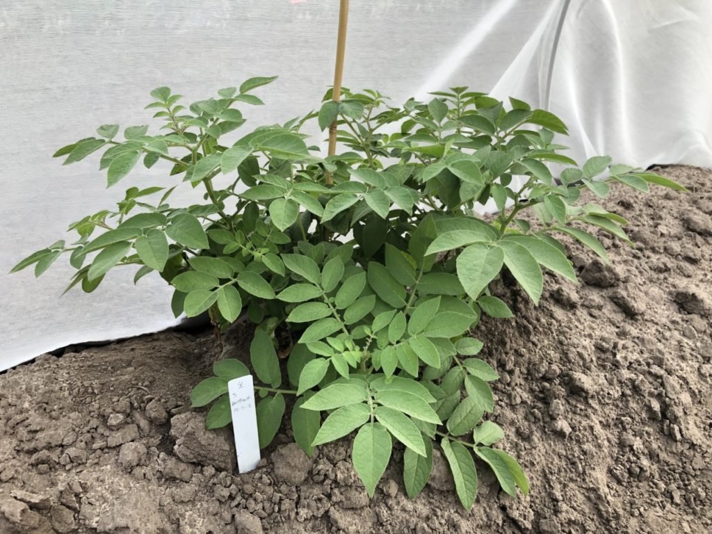 A single plant inside a protected area - an S. berthautii wild potato accession.