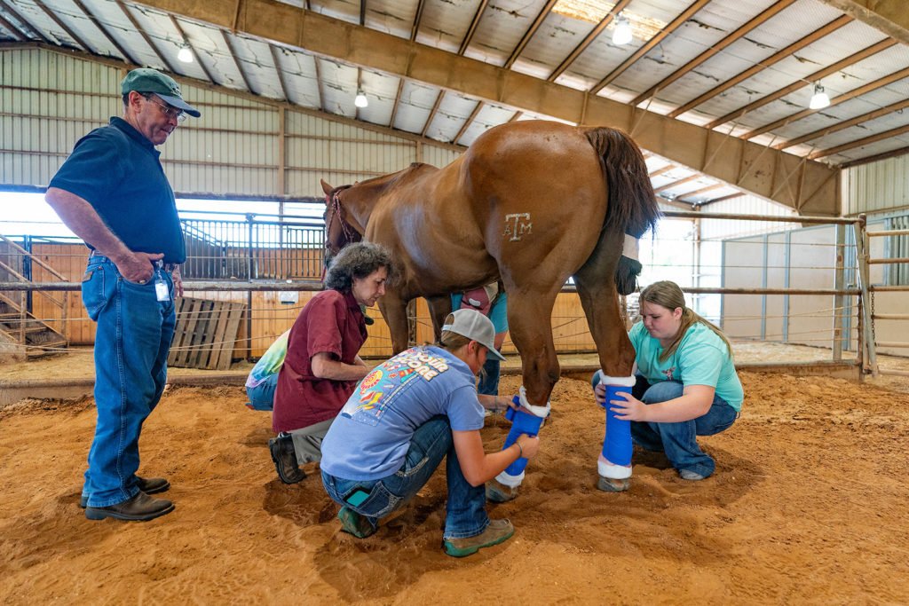 Four students and an instructor gather around a horse and tend to its leg wraps.