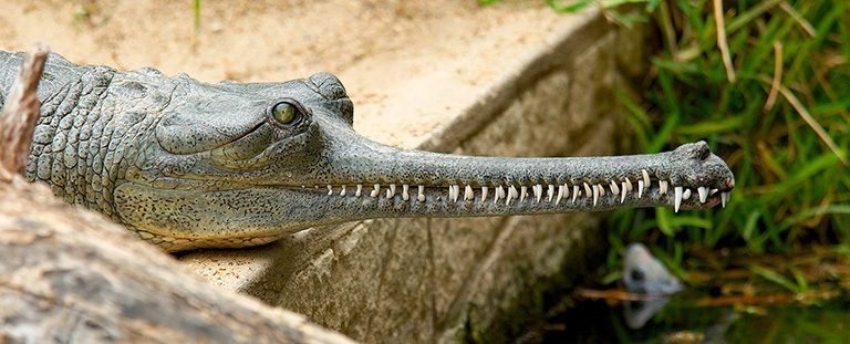 The Gharial crocodile (Gavialis gangeticus) uses its slim snout for fishing. Photo by: Josh More courtesy of ZSL.