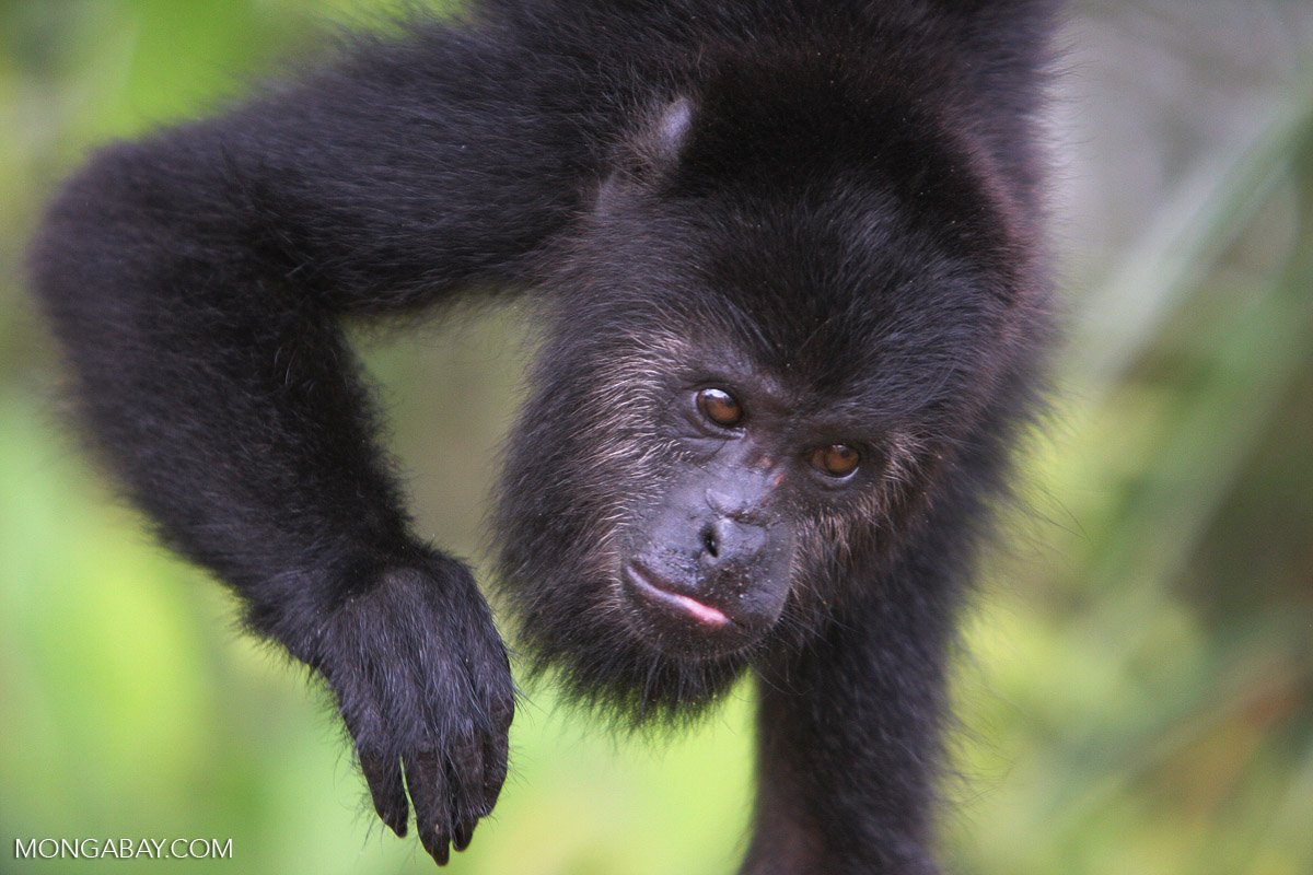 A black howler monkey (Alouatta pigra), a resident of Cerro Amay photographed in Belize. Image by Rhett A. Butler.