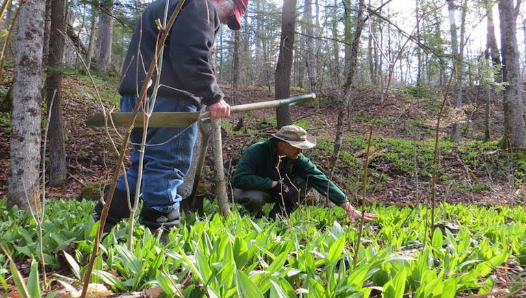 Checking on a forest cultivated bed of ramps. Image courtesy of John Munsell/Virginia Tech.