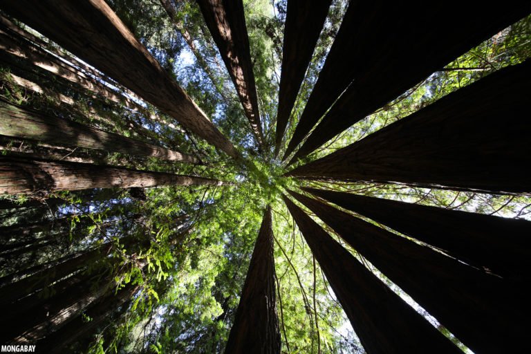 Redwood forest in Santa Cruz County, California. Photo by Rhett A. Butler for Mongabay.