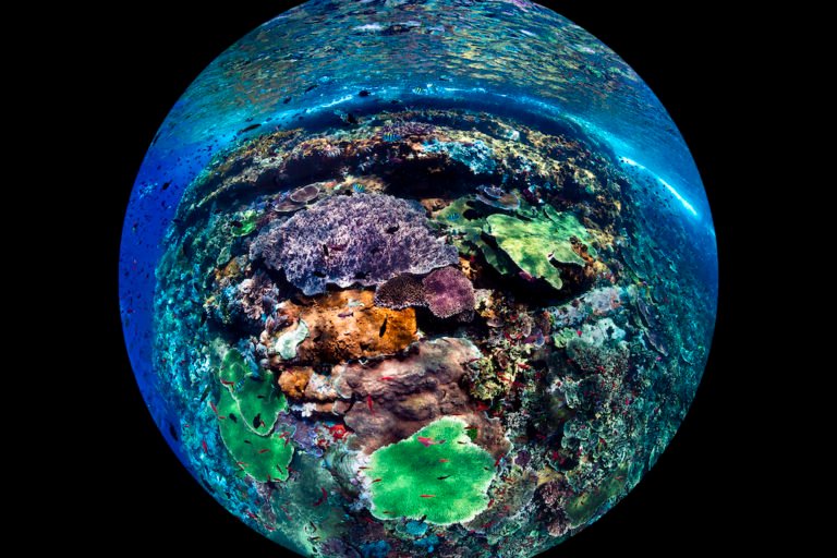 Coral reef in at Raja Ampat, Indonesia. Photo by Beth Watson / Ocean Image Bank.