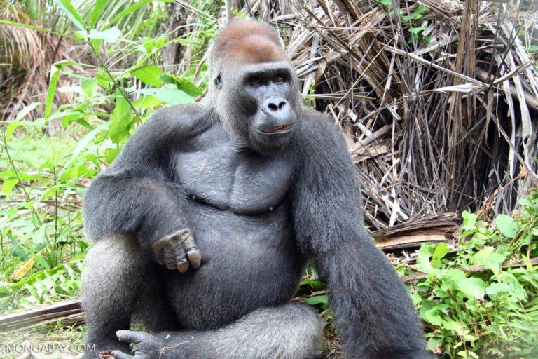 A male silverback gorilla in Gabon. Image by Rhett A. Butler/ Mongabay.