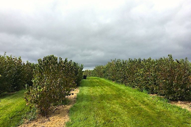 Rows of hazelnuts grow between an annual crop's rows. Photo courtesy of Savanna Institute.