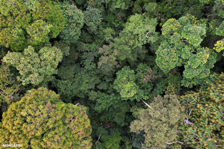 Forest in Massaha community forest in Gabon, one of Vietnam’s major timber-supply countries. Photo by ZB / Mongabay