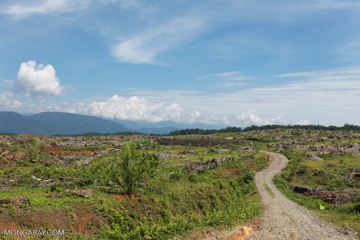 Deforestation in Sumatra, Indonesia, to grow oil palm plantations.