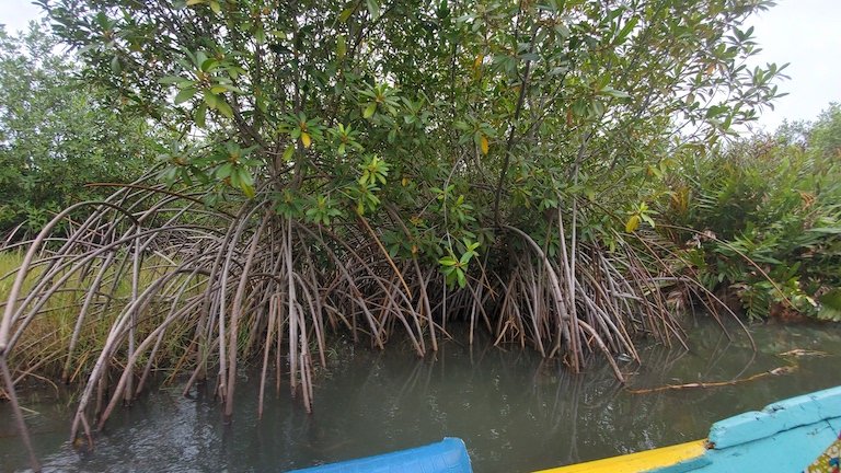 Mangroves near Hauvi. Image by Erica Ayisi for Mongabay.