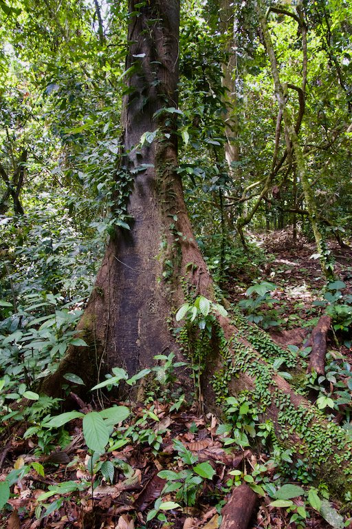 The forest in Malaysian Borneo. Image by John C. Cannon/Mongabay.