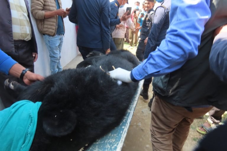 Asiatic black bear being rescued in Nepal