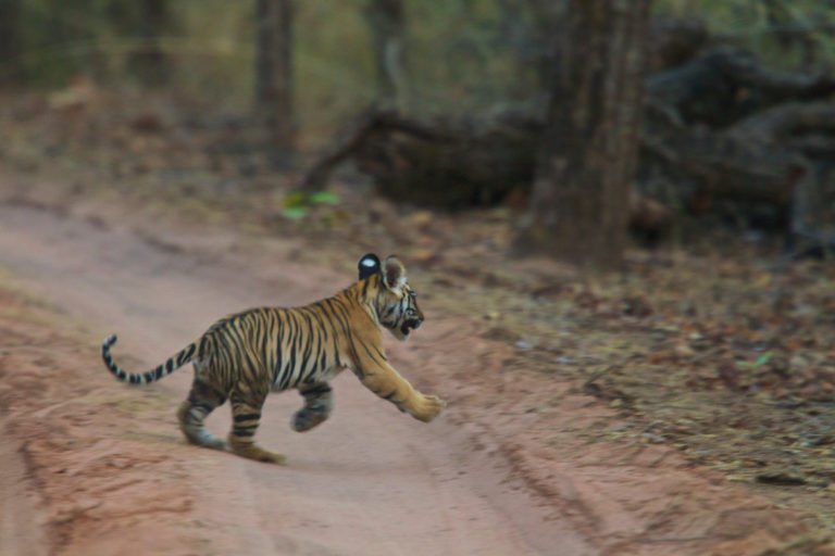 Bengal tiger cub crosses the road