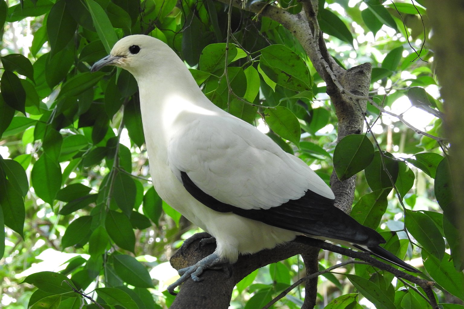 The silvery pigeon is often mistaken for the pied imperial pigeon, pictured here. 