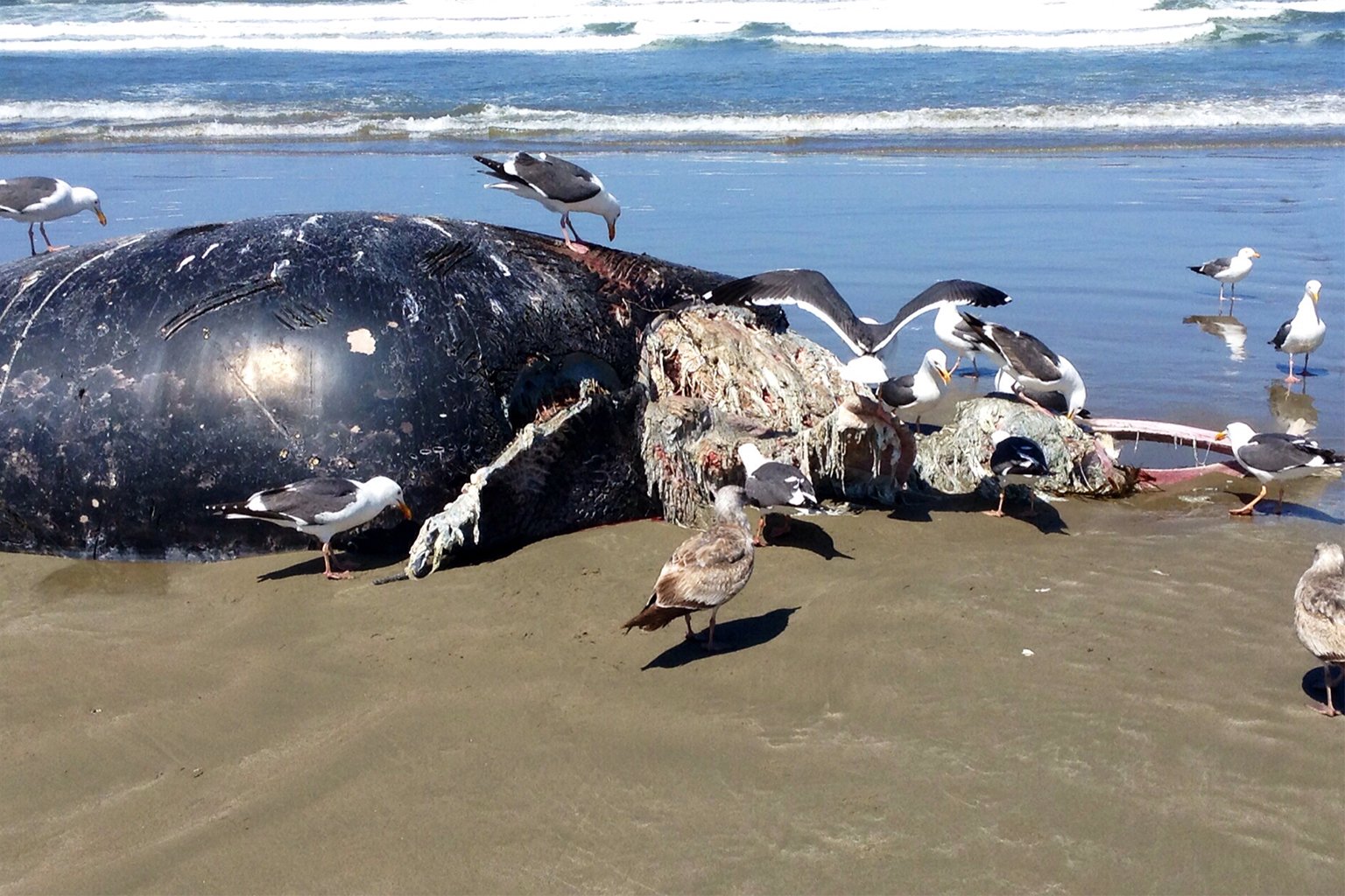 Sea gulls feed on a beached gray whale calf killed by killer whales. Decomposing stranded mammals can enrich the coastal environment with nutrients besides becoming food for other animals. 