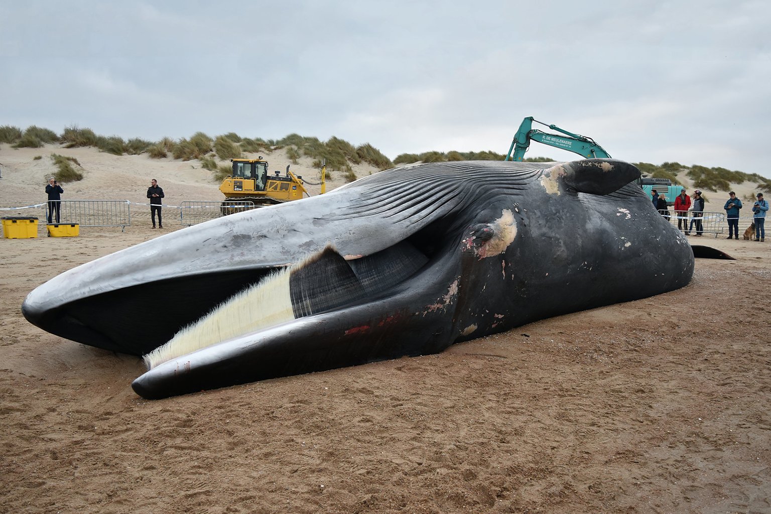 A fin whale stranded on a Belgian beach. 