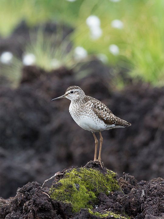 The successful nesting and breeding of the wood sandpiper (Tringa glareola) is one of the monitoring indicators of successful rewilding in Linnunsuo.