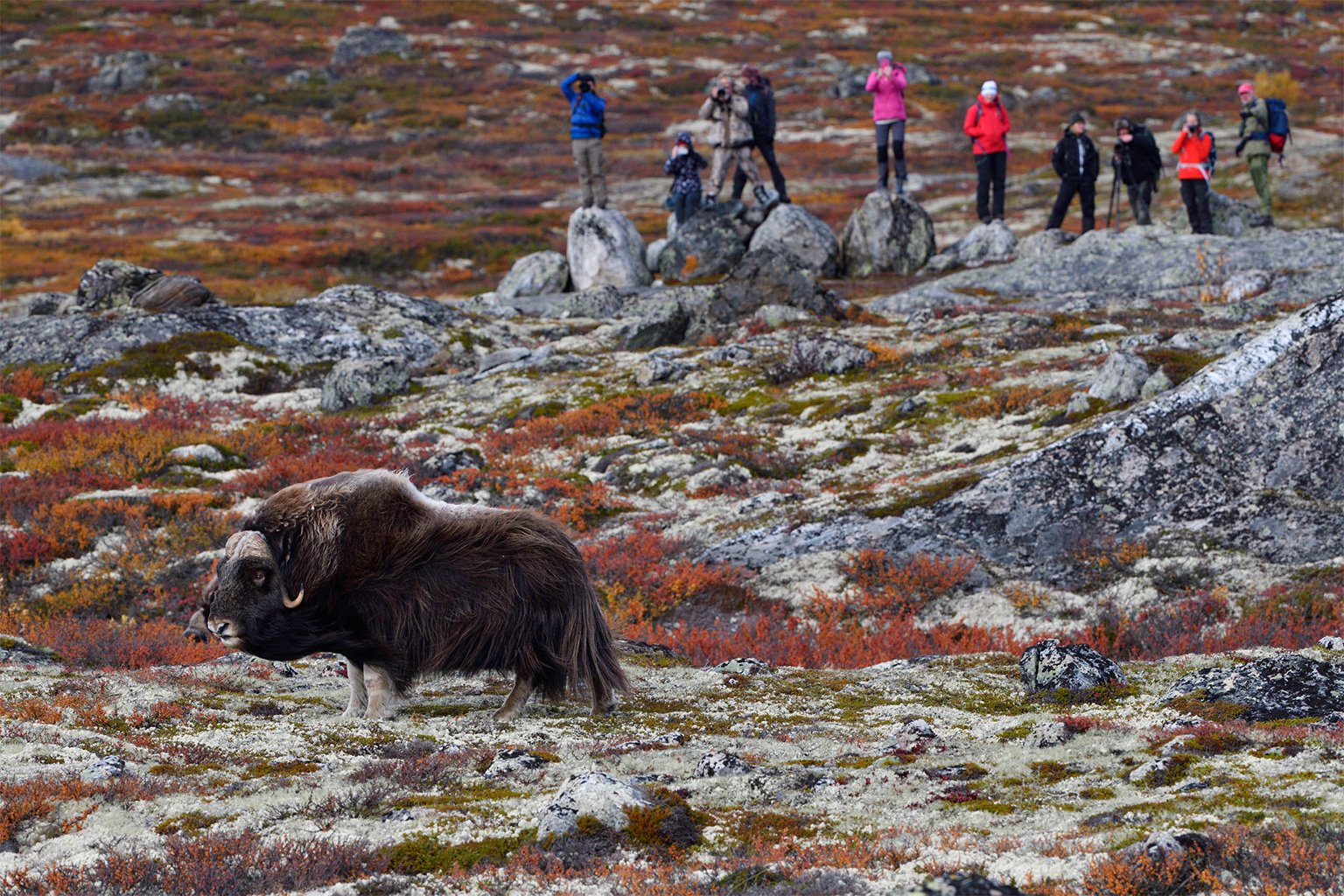 Tourists watching a muskox (Ovibos moschatus) in Dovrefjell National Park, Norway. The muskox has made a limited return to Sweden as well, but the population remains vulnerable. Rewilding could help support growing numbers.