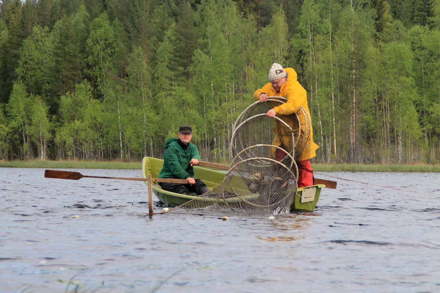 Fish are returning to the Jukajoki River after the rewilding of the whole catchment. Village elder Pekka Ikonen, left, and fisherman Tero Mustonen harvest the day’s bounty of bream (Abramis brama) for waiting villagers. Traditional fyke net traps are one of the tools used for community-based monitoring efforts, which rely on traditional knowledge along with science to determine status, trends and recovery success in rewilded habitats. 