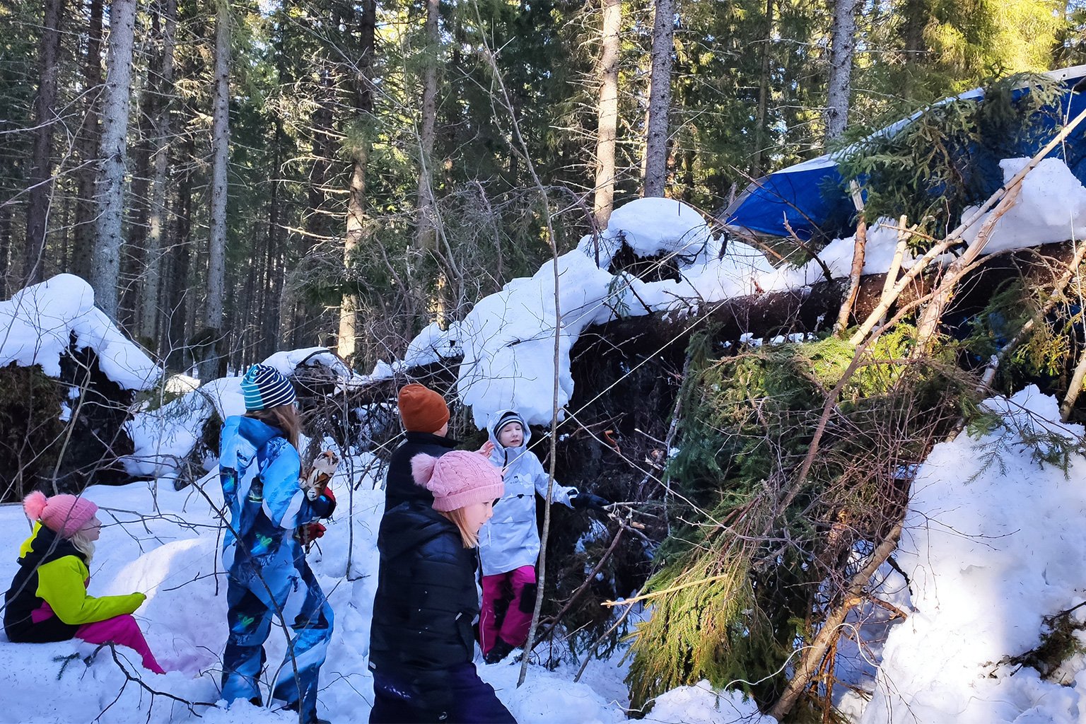 Selkie schoolchildren building forest play cabins and romping in the old-growth rewilding forest that Snowchange saved from logging.