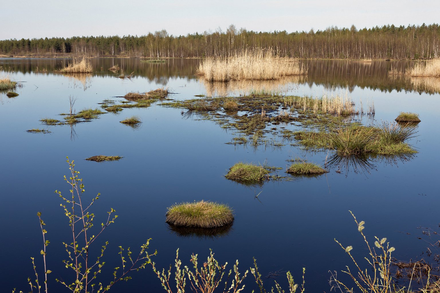 The Linnunsuo rewilding area in summer, 2018. 