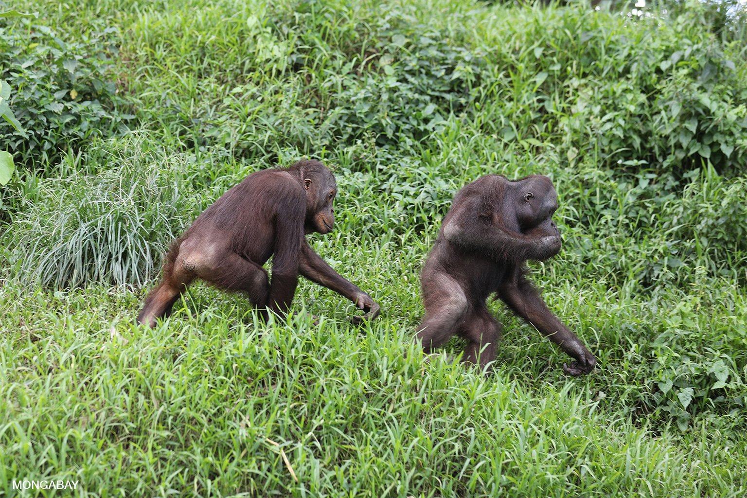 Rescued orangutans in East Kailmantan, Indonesia.