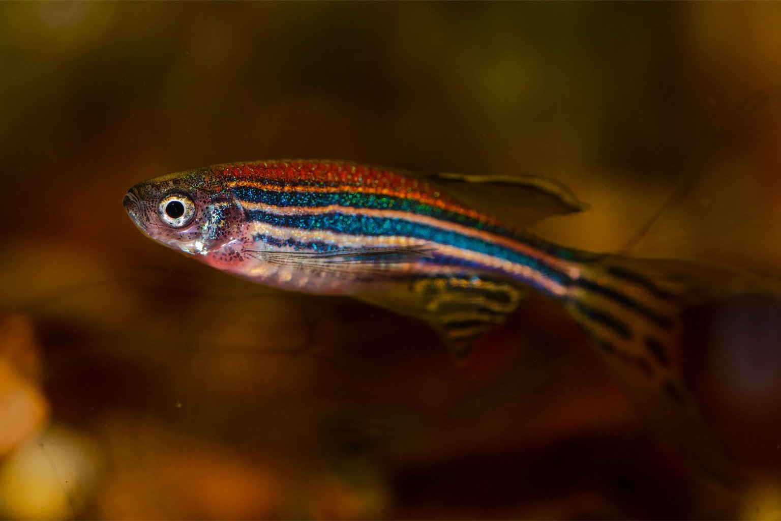 A non-genetically modified zebrafish, used to create the GloFish. 